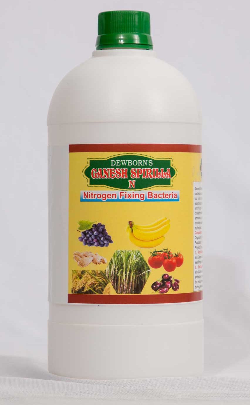 Home ganesh spirilla n nitrogen fixing bacteria